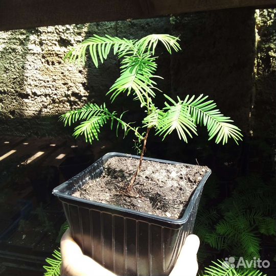 Метасеквойя глиптостробусовая