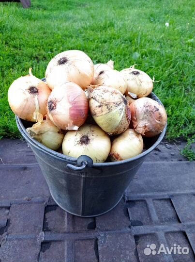 Лук репчатый продажа