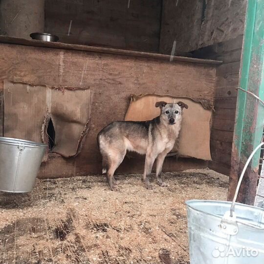 Старушка Куколка из приюта хочет жить