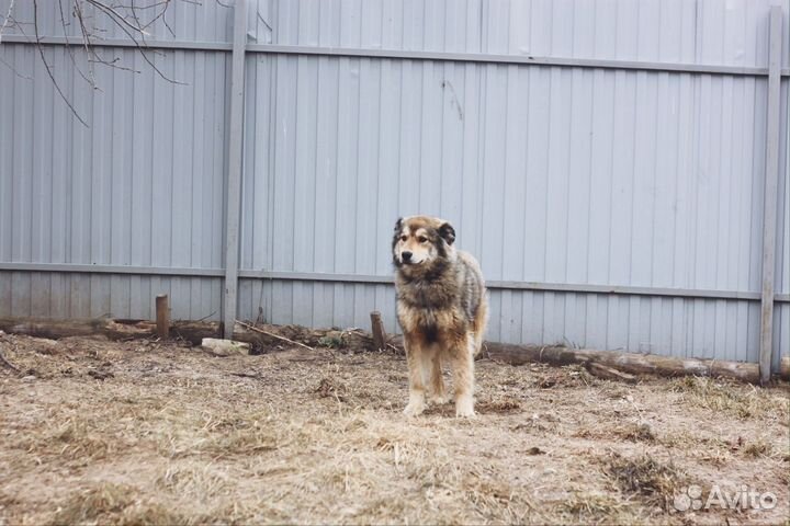 Собачка Нюша