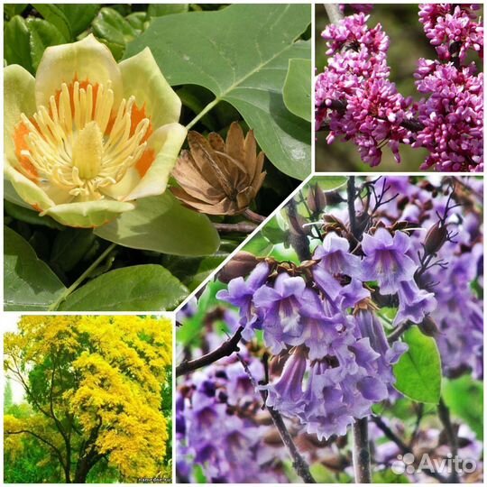 Саженцы редких деревьев