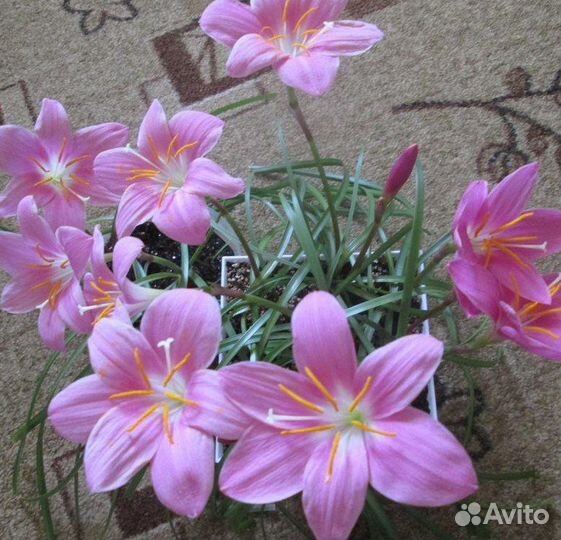 Зефирантус (выскочка)