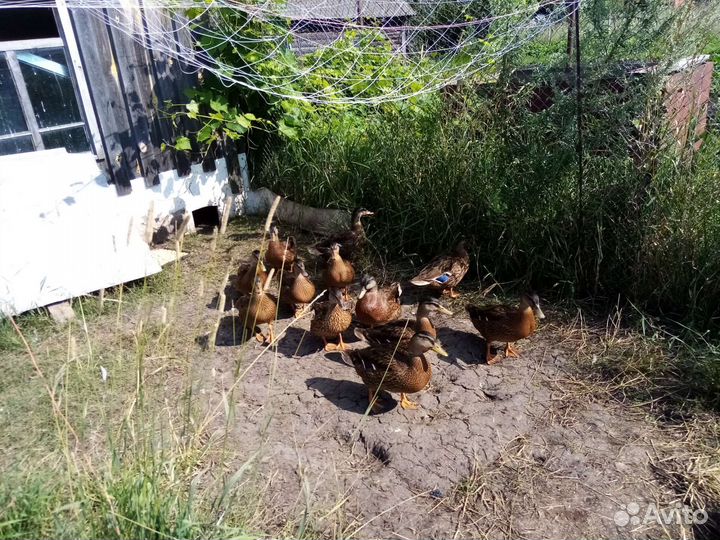 Продам подсадных уток