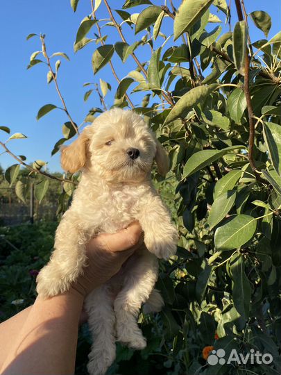 Щенок карликового пуделя