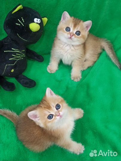 Кошки породистые