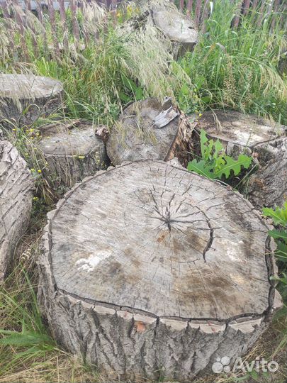 Дрова пеньки, тополь, бесплатно