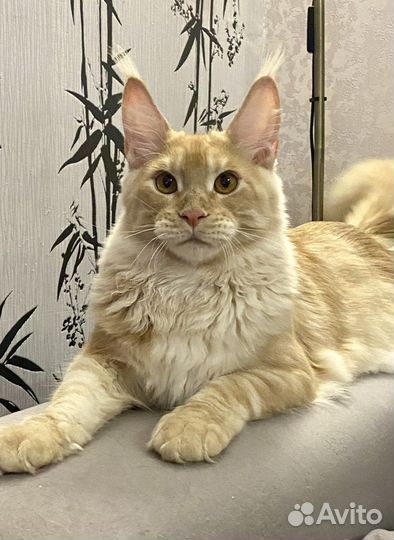 Котята мейн-кун рыжие