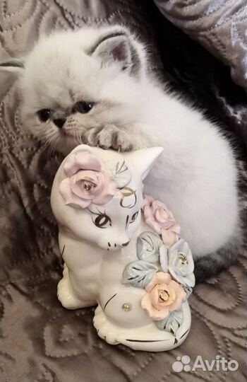 Экзотические котята