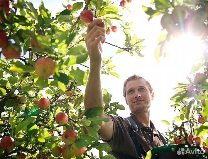 Вахта Сборщик