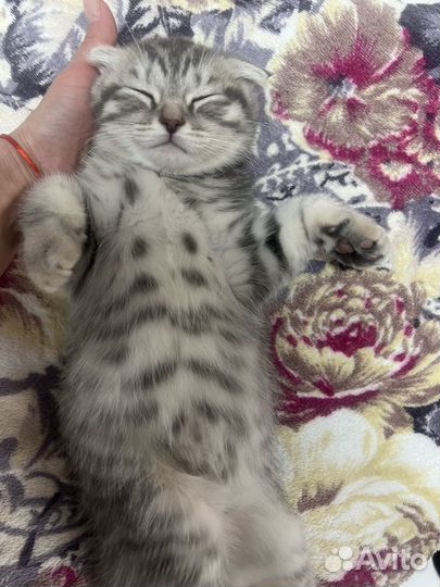 Шотландская вислоухая