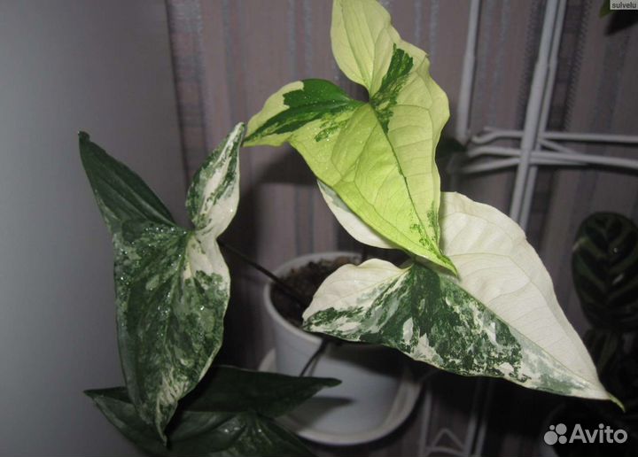 Сингониумы - зеленые питомцы