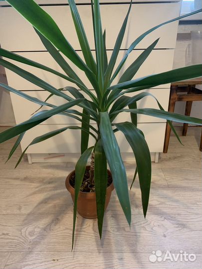 Молочай Миля, Юкка