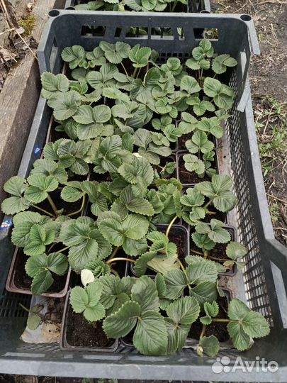 Рассада клубники Лорд