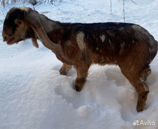 Коза мурсиана гранадина.коза камори нуб