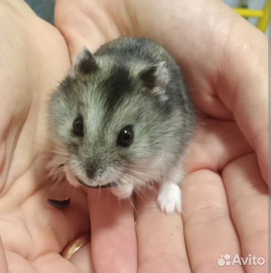 Передержка домашних животных