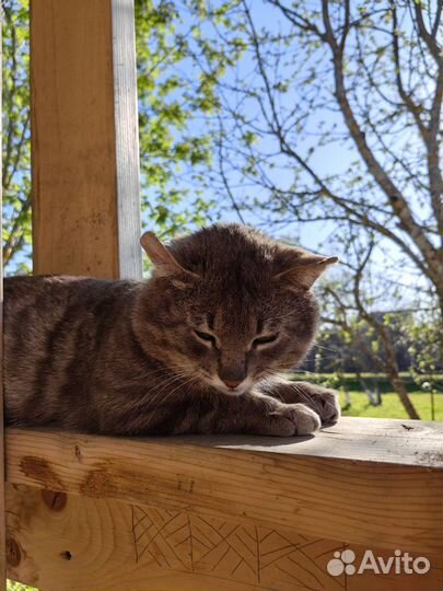 Кот в добрые руки