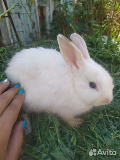 Декоративные кролики