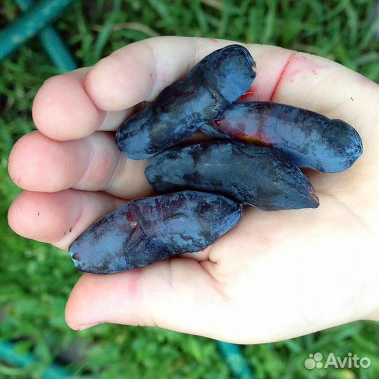 Саженцы Жимолости бакчарский великан и другие