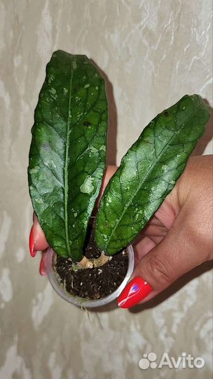 Хойя красивая