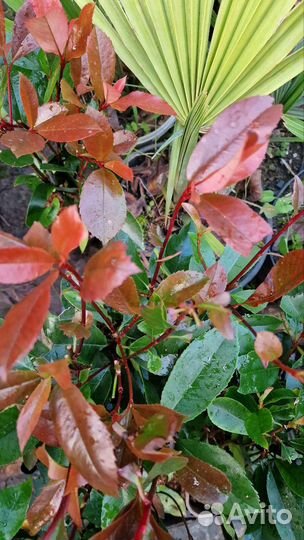 Фотиния 4 сорта