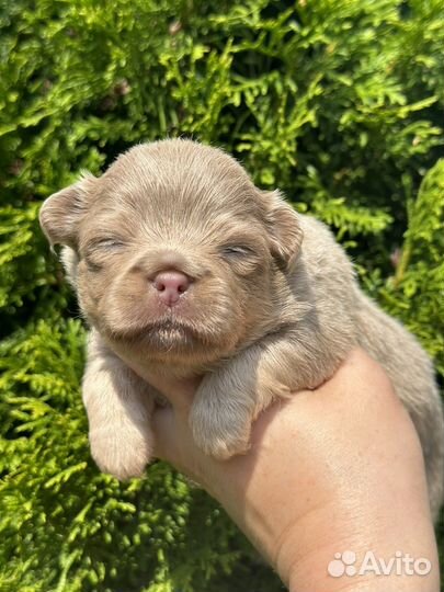 Щенки чихуахуа