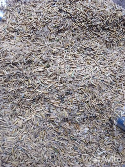 Зерноотходы. Овёс