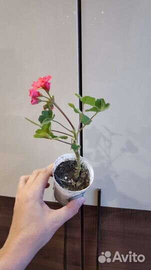 Пеларгония герань