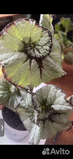 Бегония декоративно лиственная