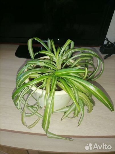 Хлорофитум