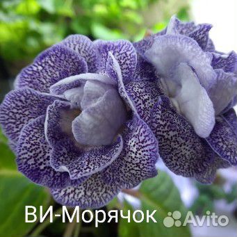 Глоксинии, укоренённые листья, детки, верхушки