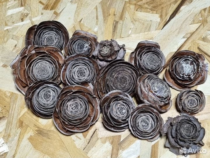 Шишки гиммалайского кедра *розочки (верхушка)