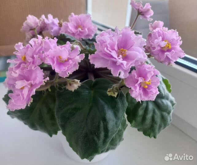 Сортовая Филка, цветет