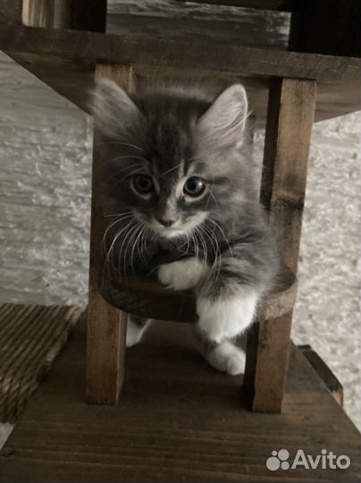 Котенок курильского бобтейла