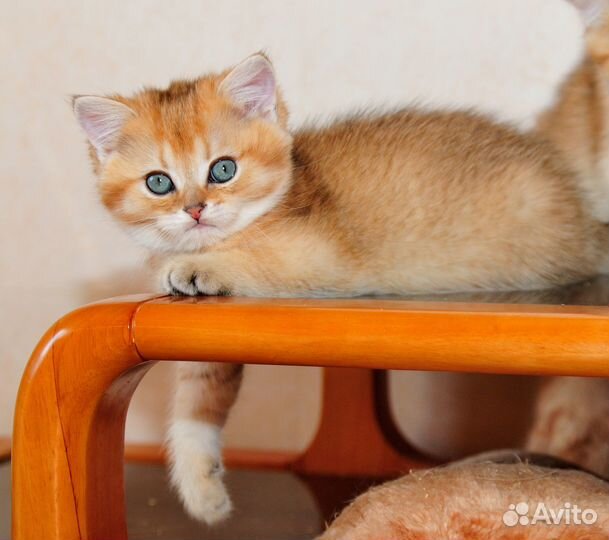 Британский мальчик 2 мес золотая шиншилла