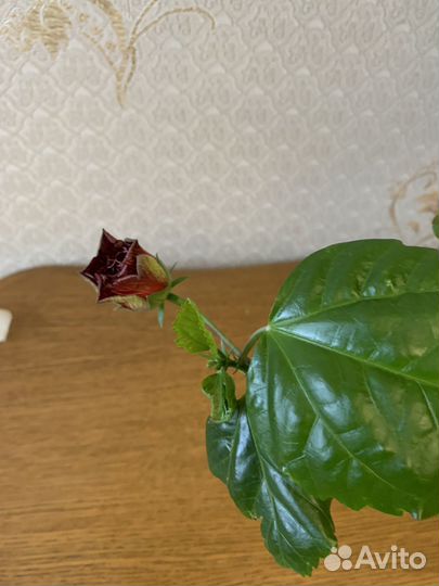 Гибискус китайская роза