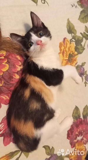 Красивые котята
