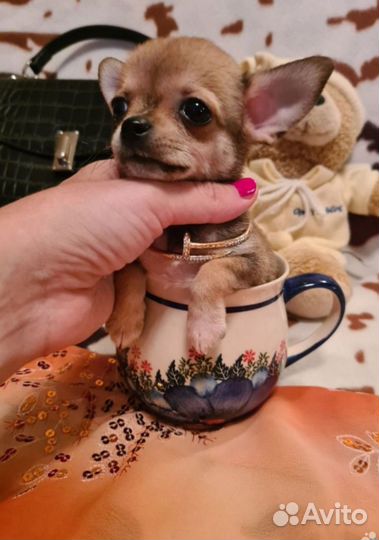 Той-терьер щенки