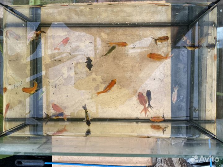 Золотые рыбки оранды