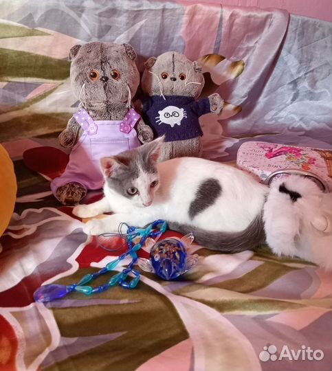 Котёнок Мальчик ищет дом