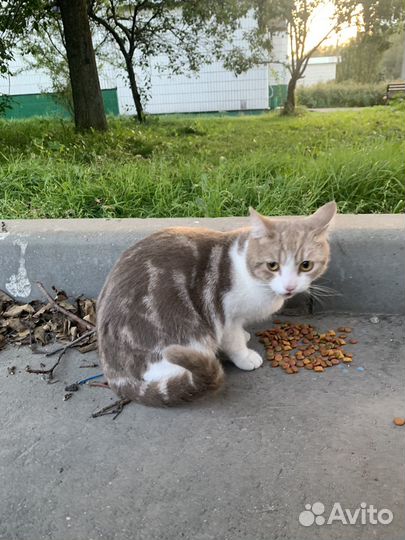 Отдам кота в добрые руки