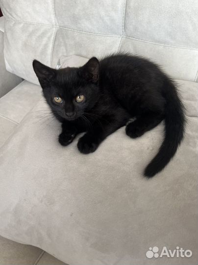 Котенок девочка черная