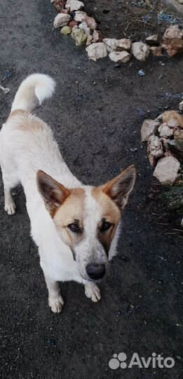 Собаки бесплатно в добрые руки щенки