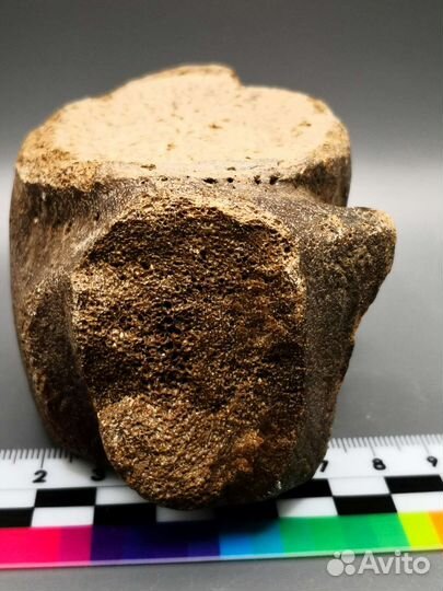 Позвонок ископаемого кита цетотерии, Тамань