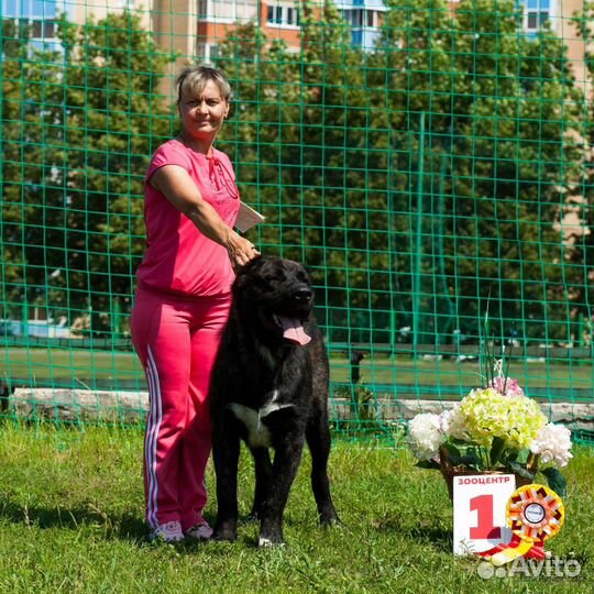 Хендлинг - дрессировка