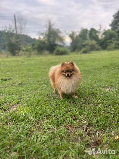 Шпиц кобель вязка