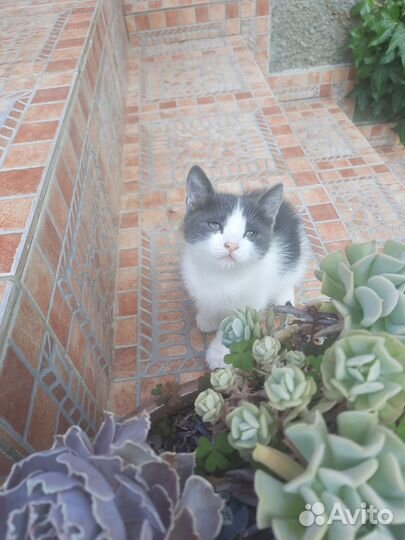 Отдам котят