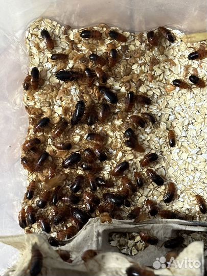 Туркменский таракан