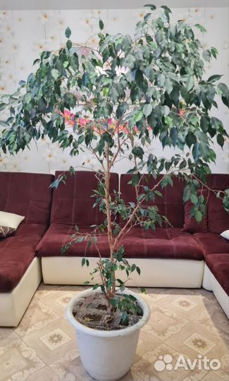 Комнатные цветы