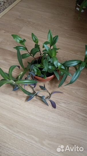 Традесканция