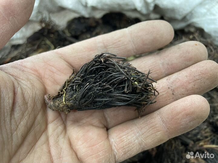 Красная щётка корень